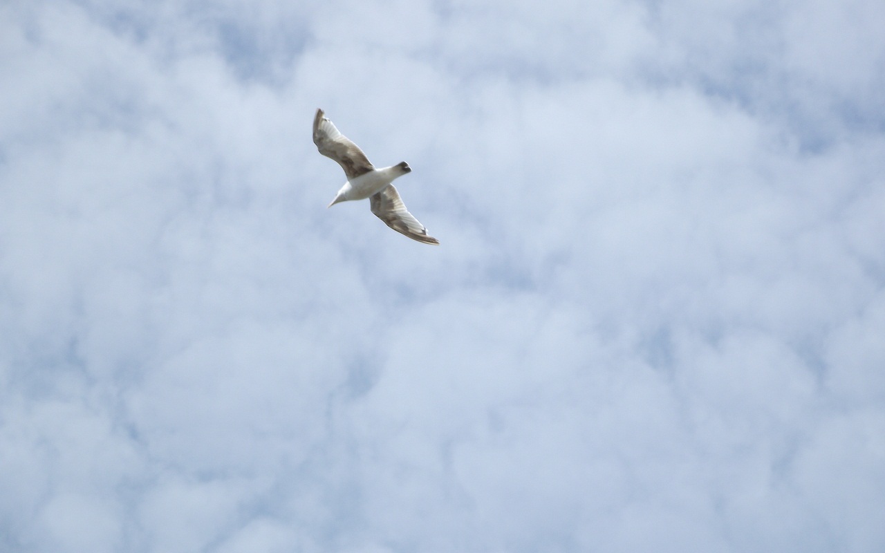 Fonds d'cran Animaux Oiseaux - Mouettes et Golands 