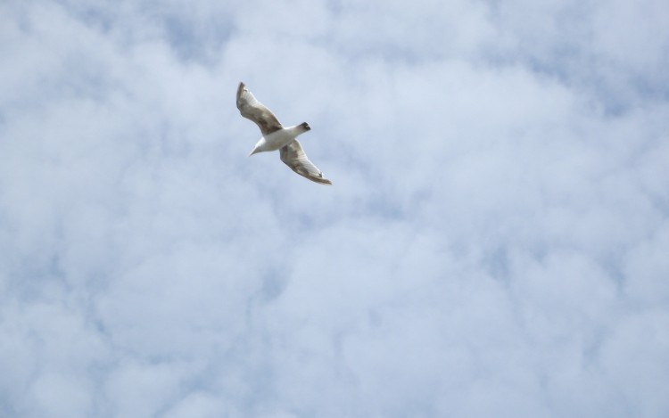 Fonds d'cran Animaux Oiseaux - Mouettes et Golands Wallpaper N281363