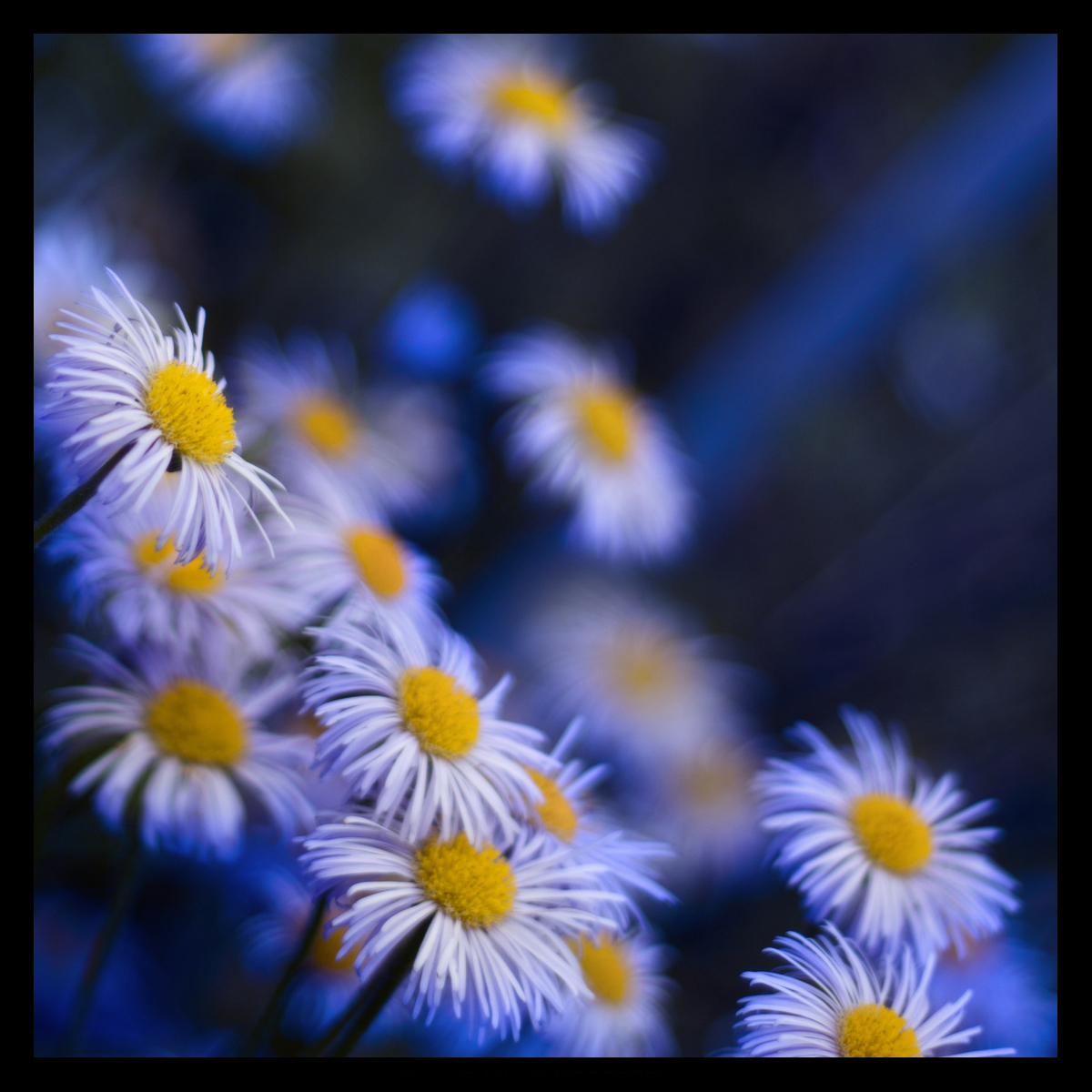 Fonds d'cran Nature Fleurs Flows