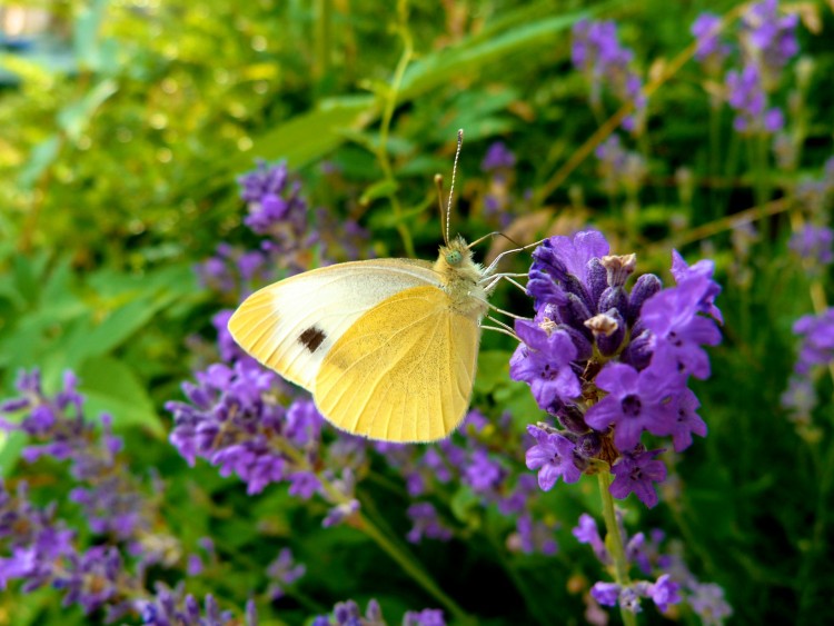 Fonds d'cran Animaux Insectes - Papillons Pieris brassicae