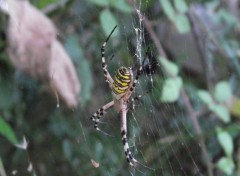 Fonds d'cran Animaux bicolore