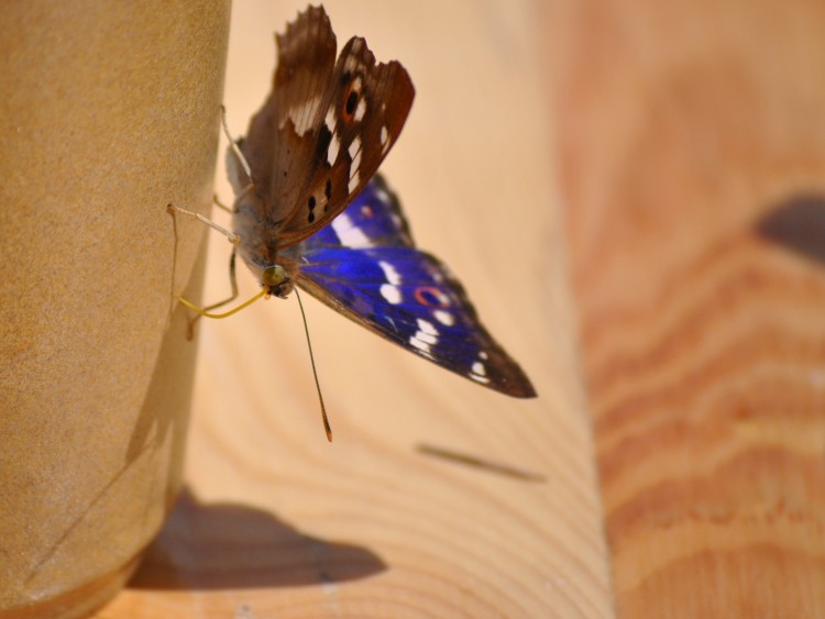 Fonds d'cran Animaux Insectes - Papillons Reflet de St Rambert