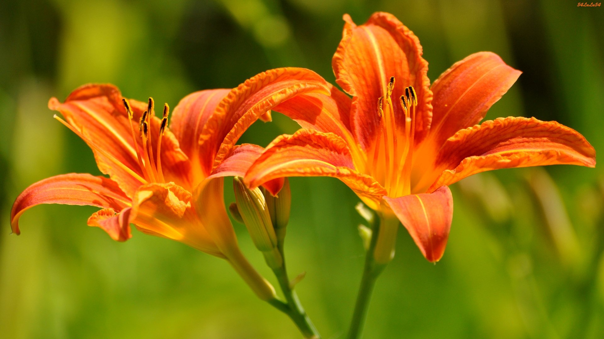 Wallpapers Nature Flowers le duo ...  ^^