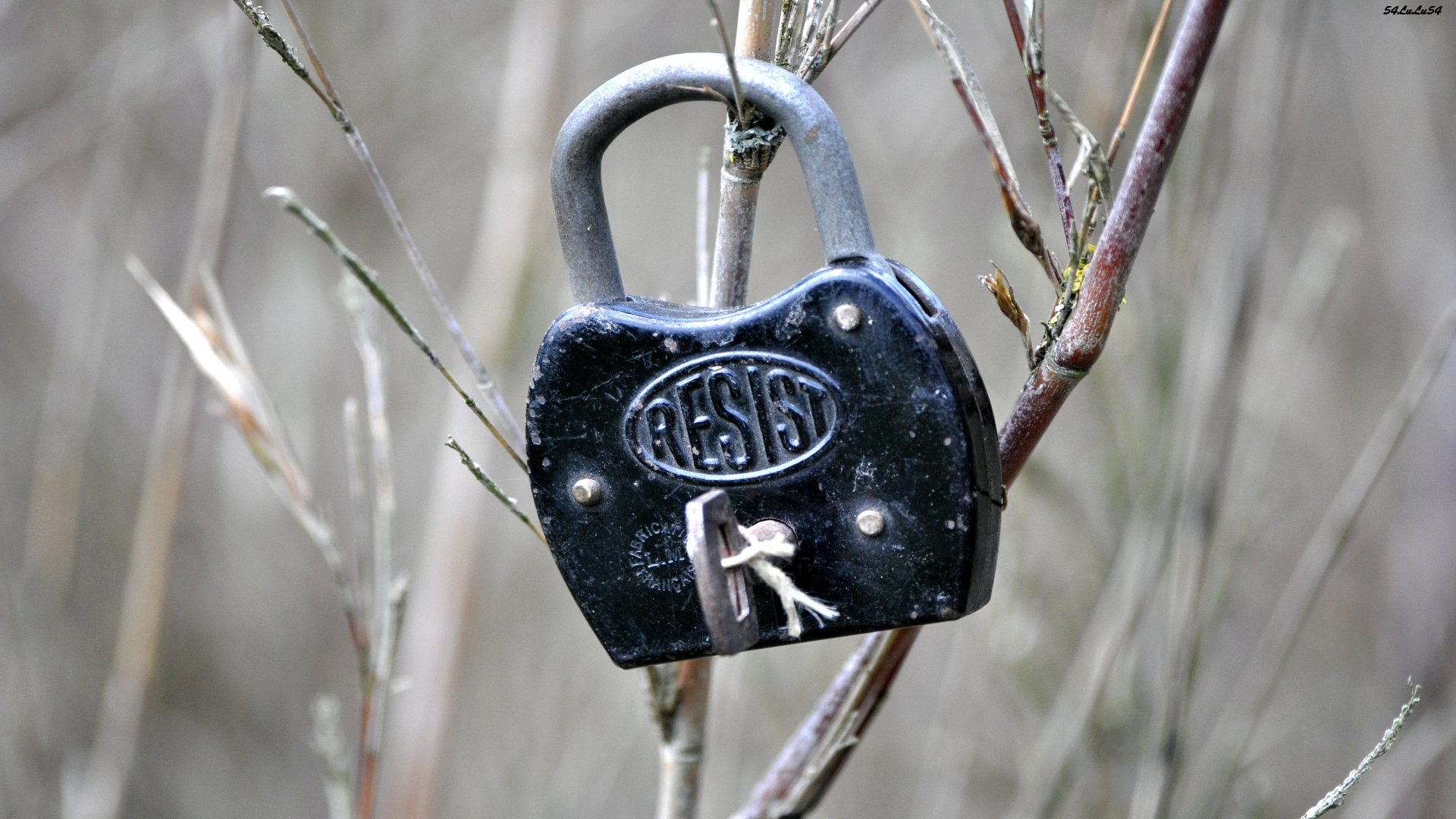 Fonds d'cran Nature Plantes - Arbustes faire ce qui vous est indiqu ... ^^