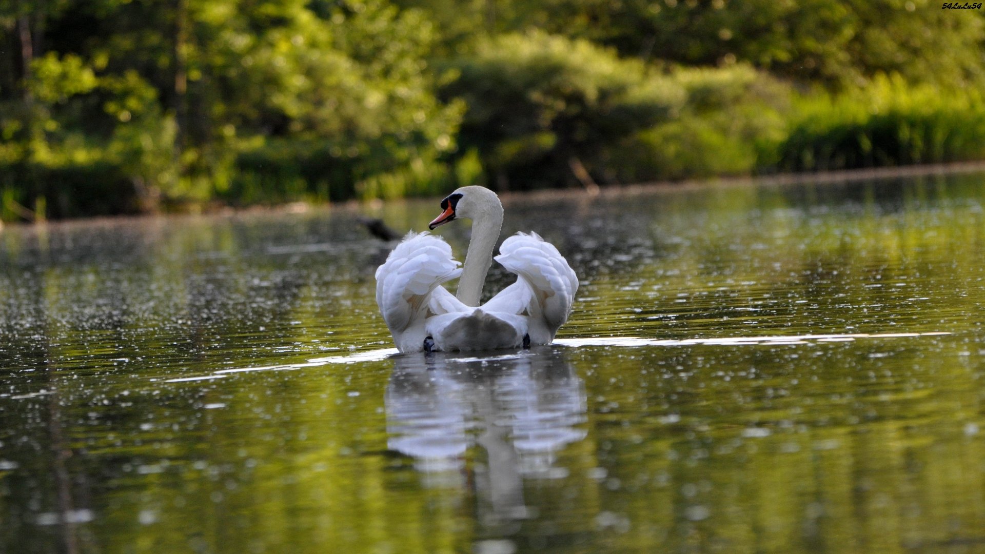 Fonds d'cran Animaux Oiseaux - Cygnes paisible ... 