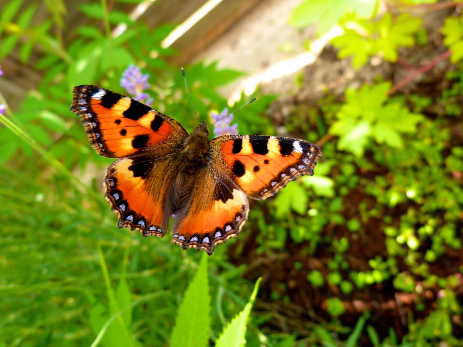 Fonds d'cran Animaux Insectes - Papillons Aglais urticae