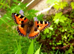 Fonds d'cran Animaux Aglais urticae