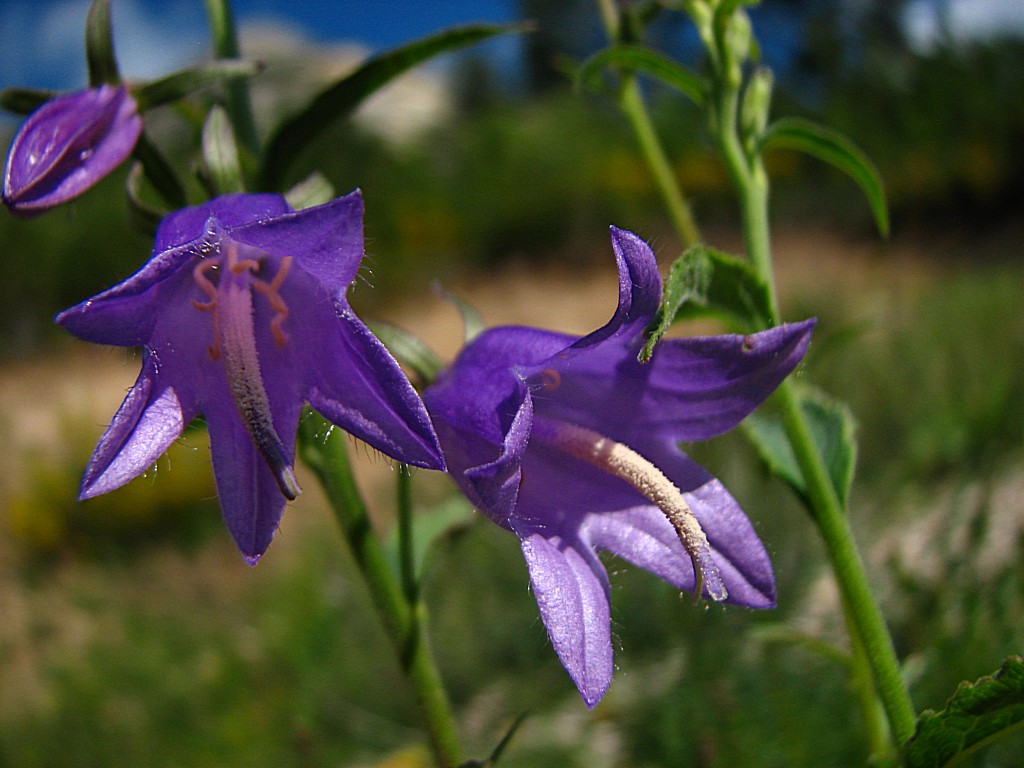 Wallpapers Nature Flowers renoncules