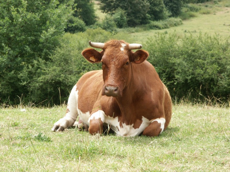 Fonds d'cran Animaux Vaches - Taureaux - Boeufs Vache mayennaise