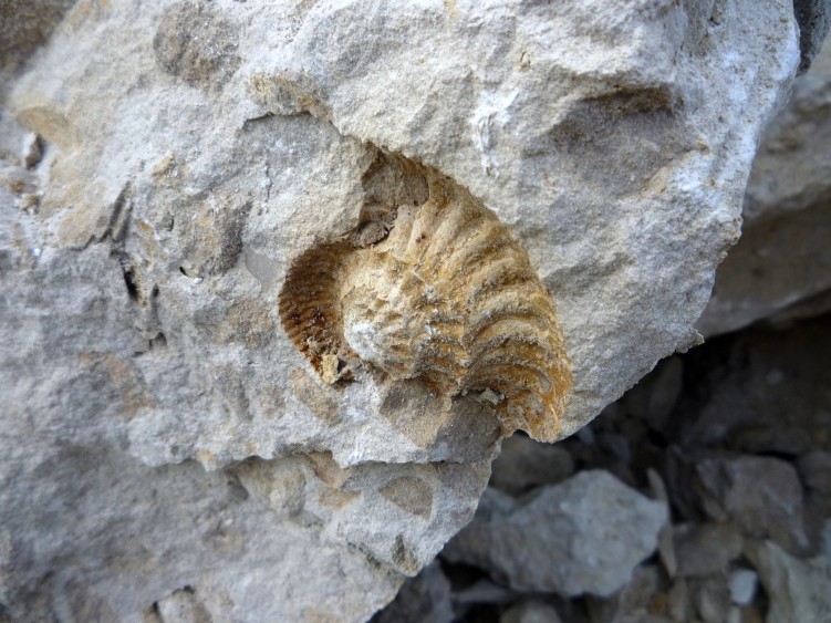 Fonds d'cran Nature Roches - Pierres - Sables ammonite