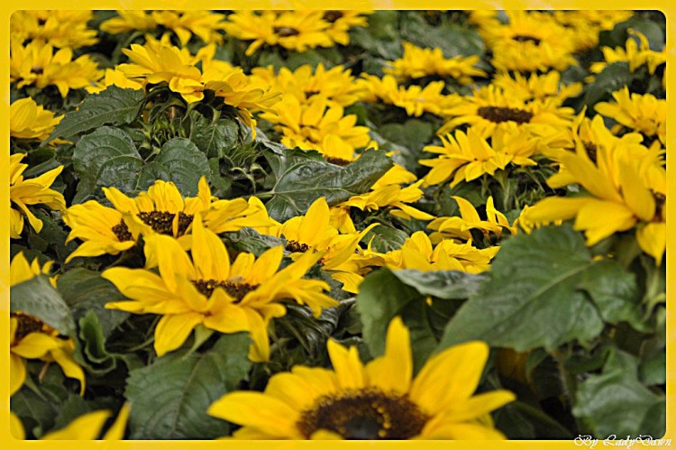 Fonds d'cran Nature Fleurs tournesol