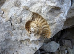 Fonds d'cran Nature ammonite