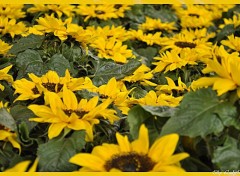 Wallpapers Nature tournesol