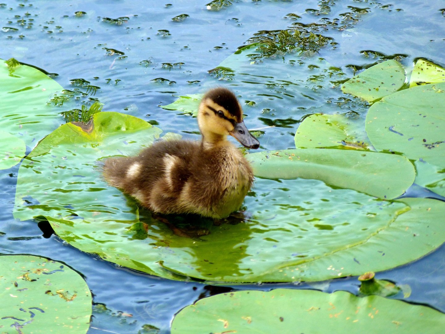 Wallpapers Animals Birds - Ducks Jeune canard