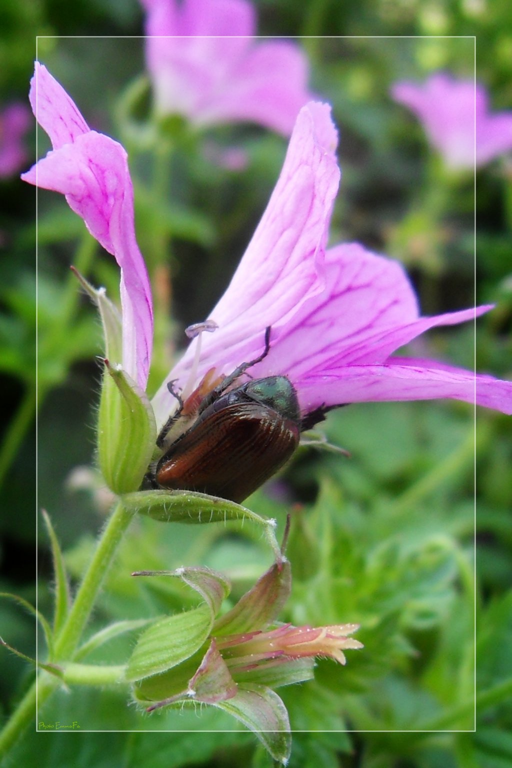 Fonds d'cran Animaux Insectes - Divers Slurp, miam...