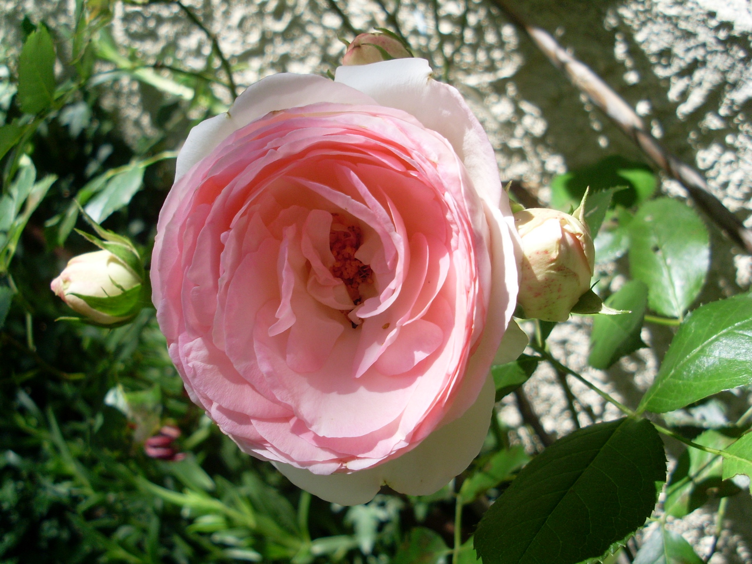 Fonds d'cran Nature Fleurs Rose