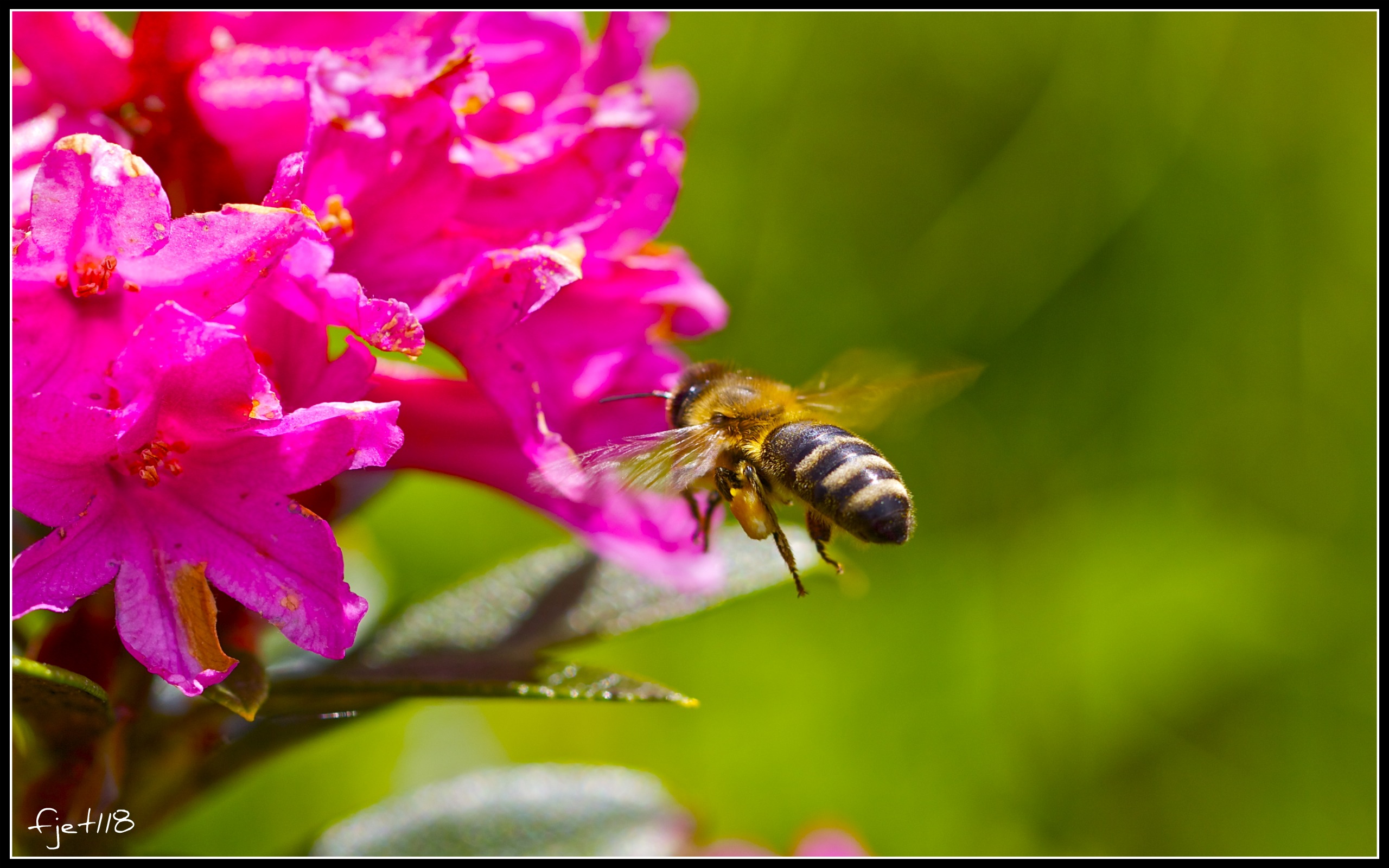 Fonds d'cran Animaux Insectes - Abeilles Gupes ... En plein travail