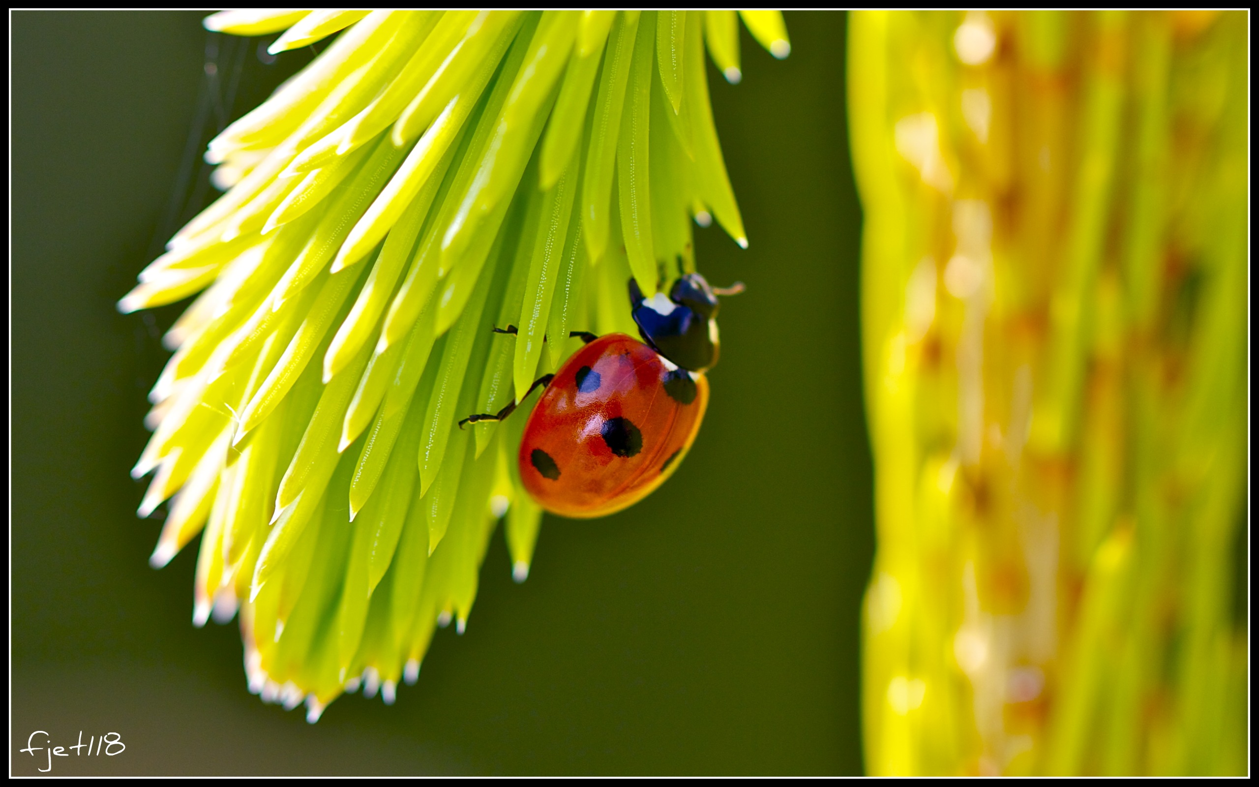 Fonds d'cran Animaux Insectes - Coccinelles Coccinelle