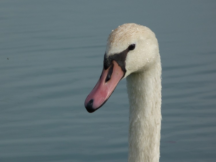 Fonds d'cran Animaux Oiseaux - Cygnes Cygne en tte !!