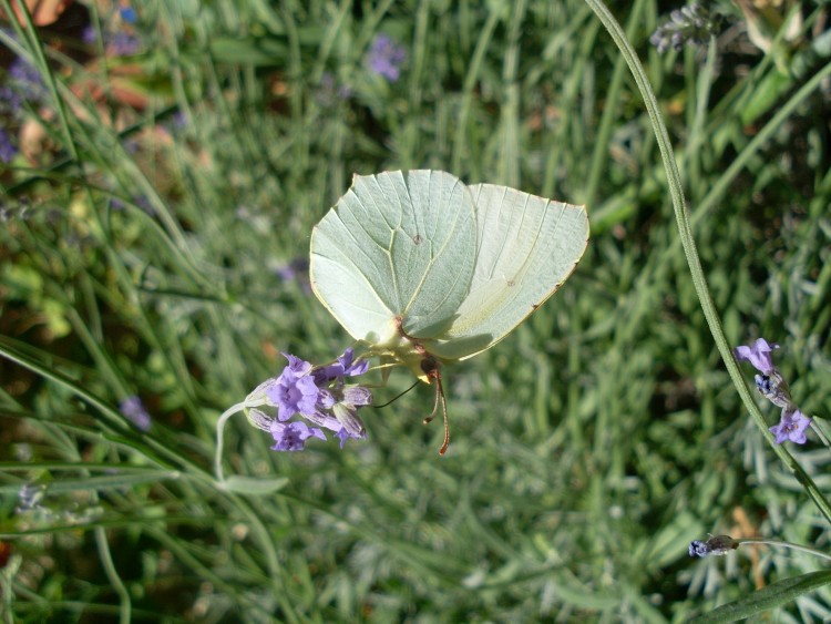 Fonds d'cran Animaux Insectes - Papillons Papillon