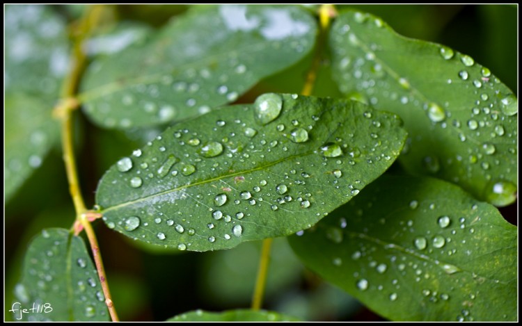 Wallpapers Nature Leaves - Foliage Aprs la pluie...