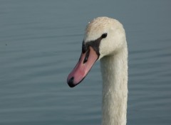 Wallpapers Animals Cygne en tte !!