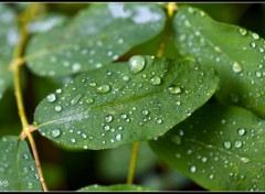 Fonds d'cran Nature Aprs la pluie...