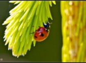 Fonds d'cran Animaux Coccinelle