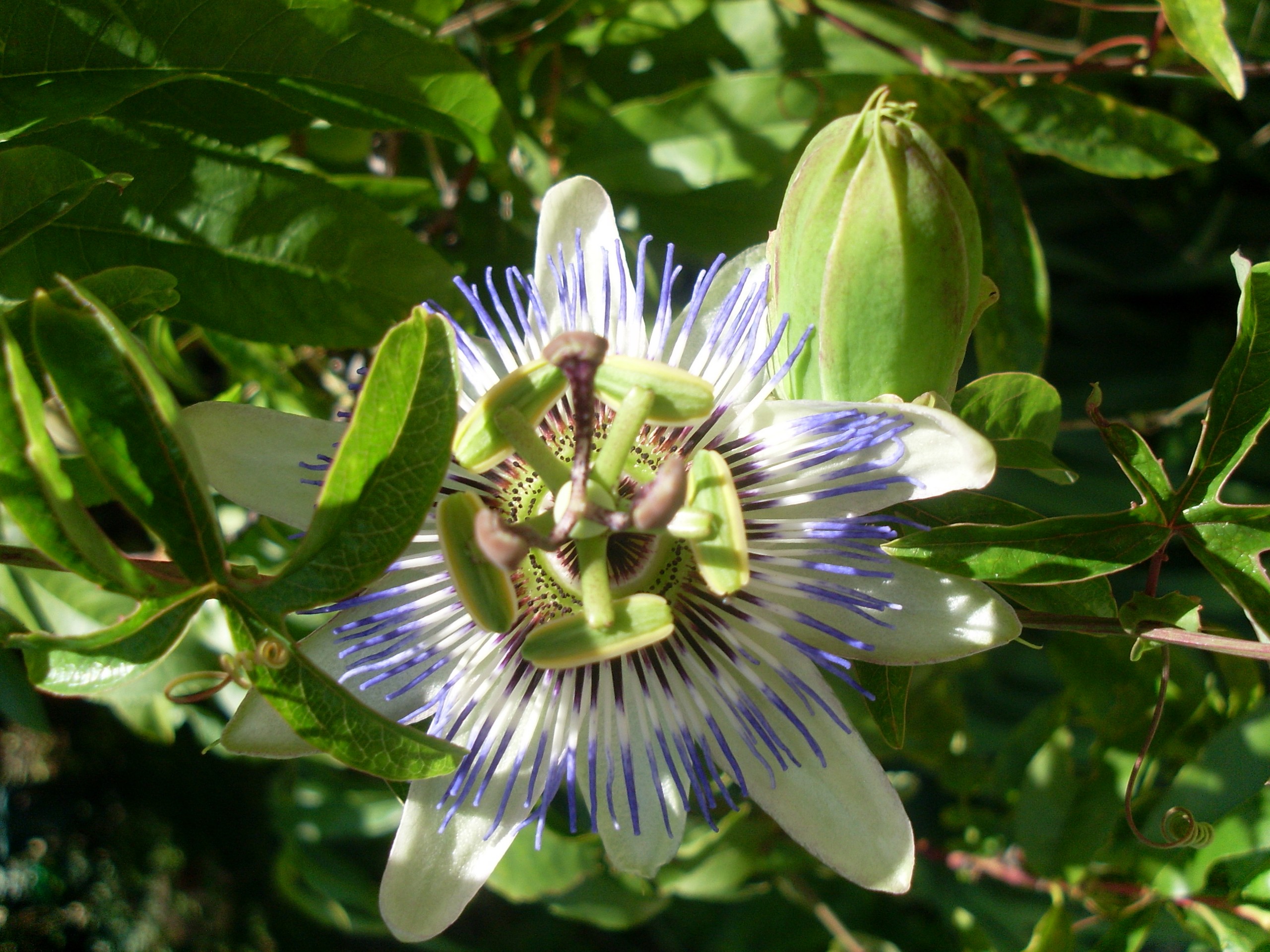 Wallpapers Nature Flowers Passiflore, aussi appel la Fleur de la pasion. 