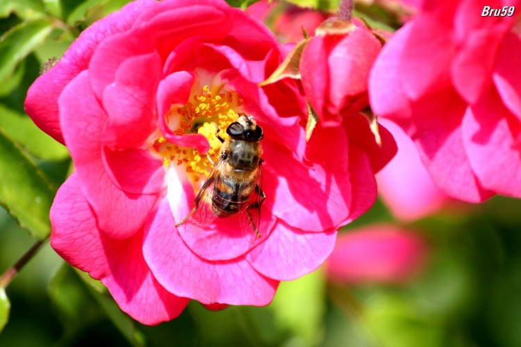 Wallpapers Nature Flowers Abeille butinant une rose