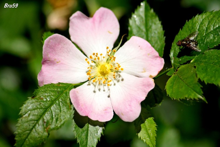 Wallpapers Nature Flowers Fleur panouie sous l'oeil d'une mouche