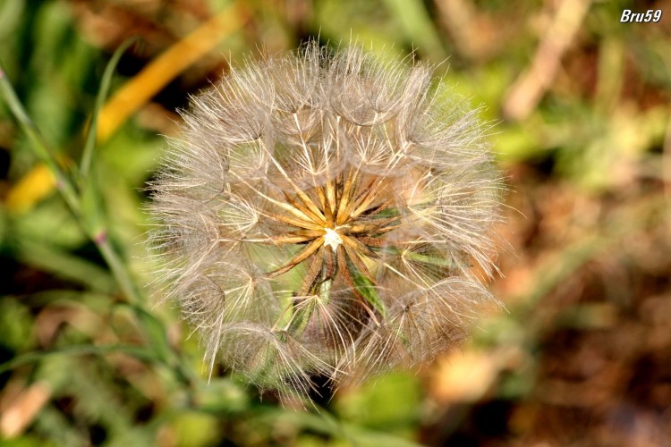 Wallpapers Nature Flowers Pissenlit panoui