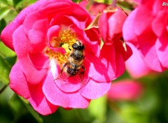 Fonds d'cran Nature Abeille butinant une rose