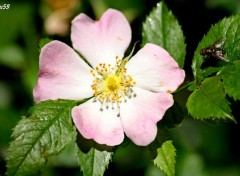 Wallpapers Nature Fleur panouie sous l'oeil d'une mouche