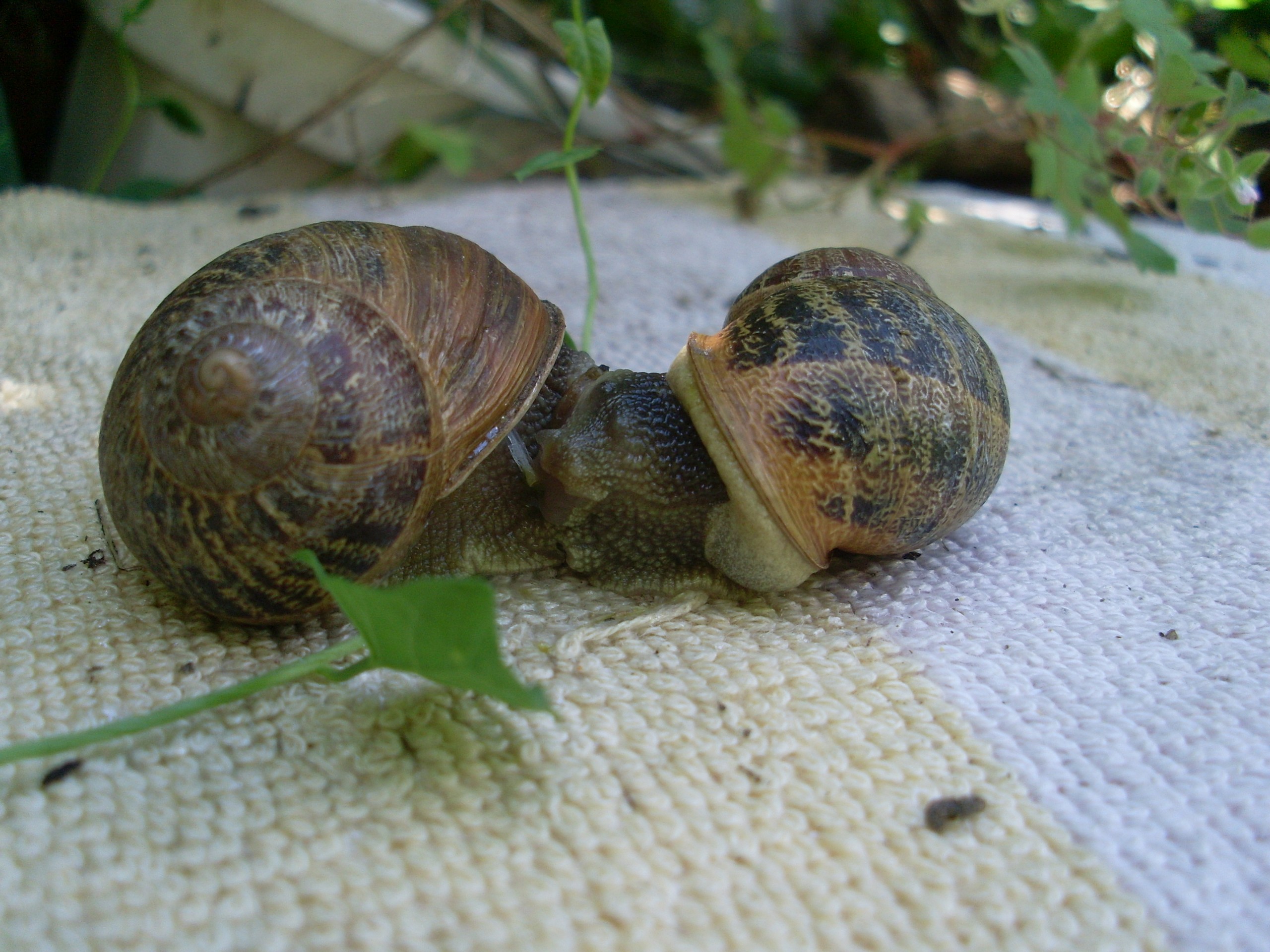 Fonds d'cran Animaux Escargots - Limaces Escargots