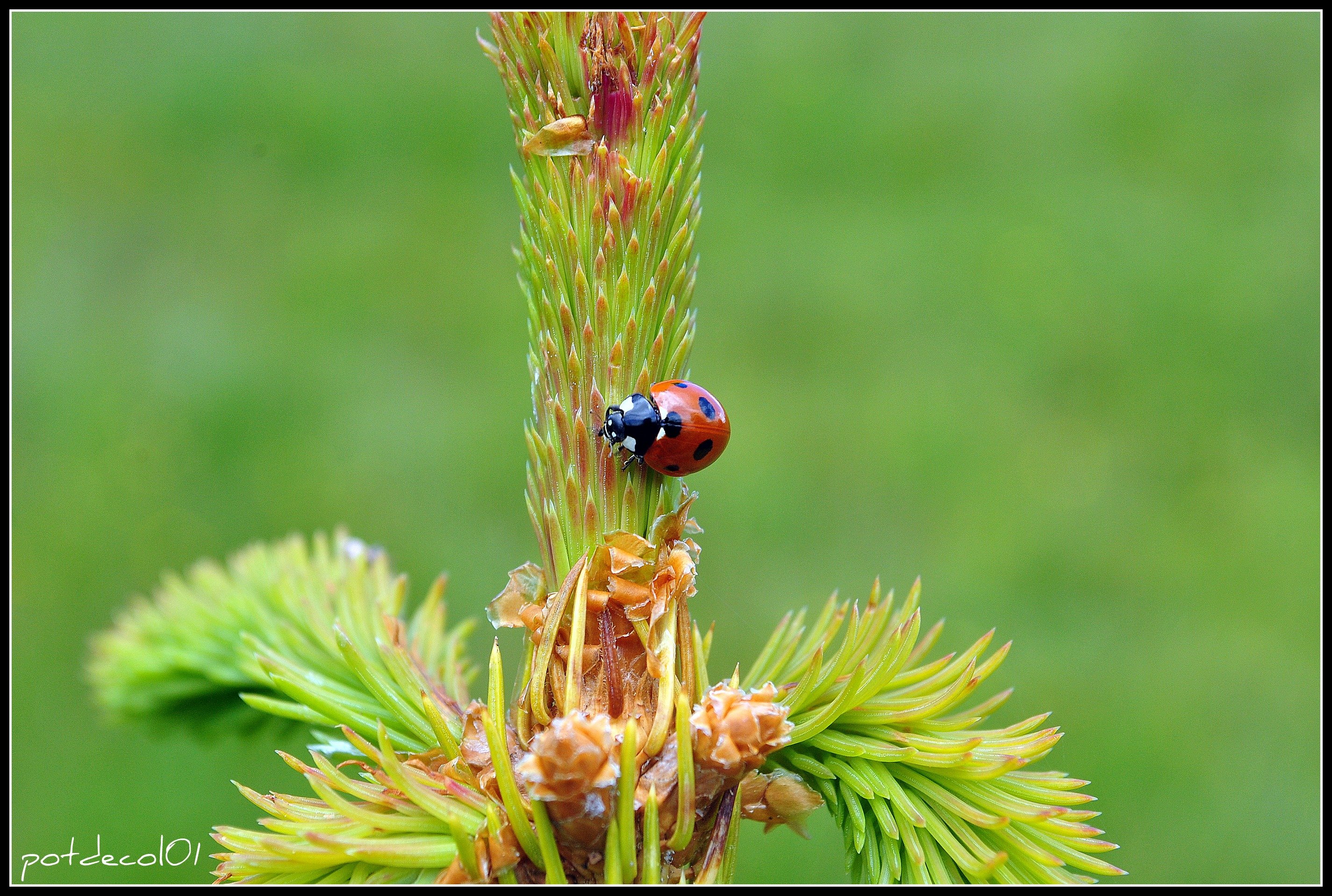 Fonds d'cran Animaux Insectes - Coccinelles elle a du boulot