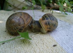 Wallpapers Animals Escargots