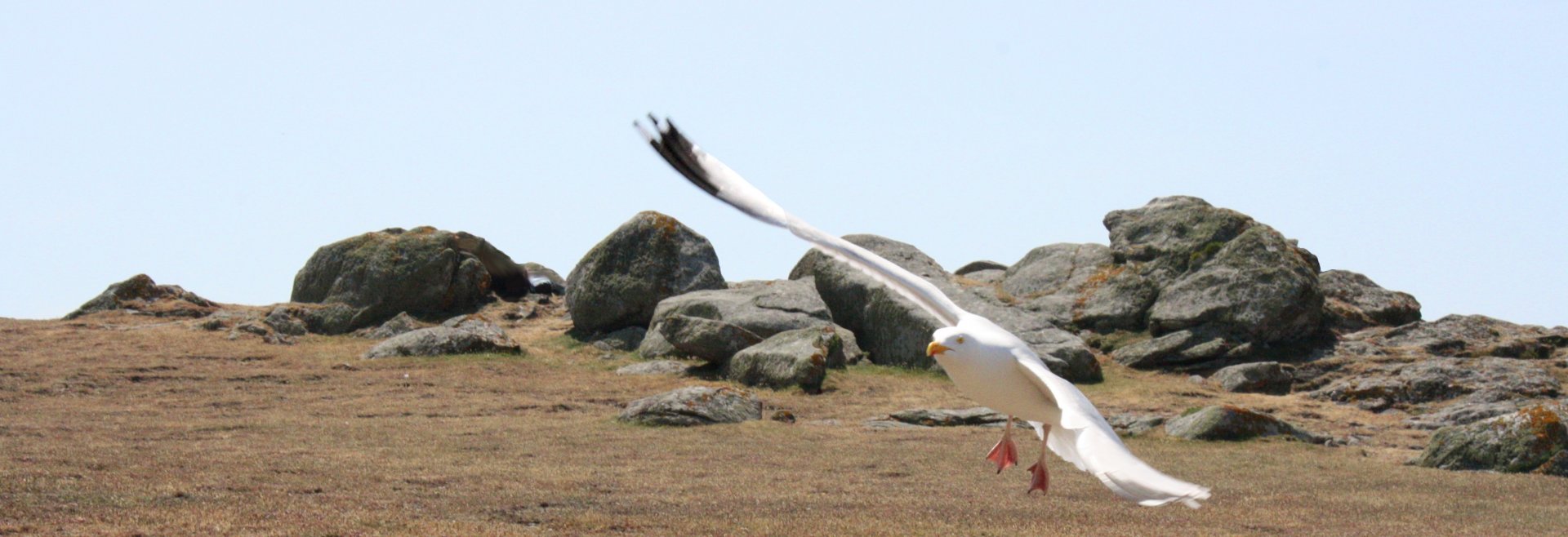 Fonds d'cran Animaux Oiseaux - Mouettes et Goélands Ile d'yeu!