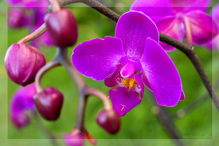 Fonds d'cran Nature Fleurs Orchidea 1.