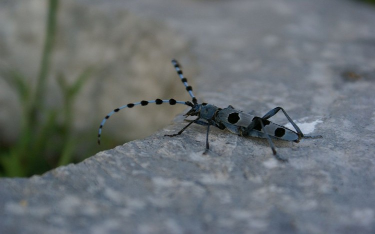 Fonds d'cran Animaux Insectes - Divers La Rosalie des Alpes