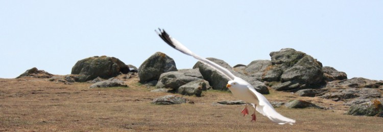 Fonds d'cran Animaux Oiseaux - Mouettes et Golands Ile d'yeu!