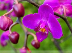 Wallpapers Nature Orchidea 1.