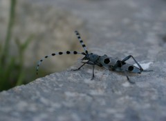 Fonds d'cran Animaux La Rosalie des Alpes