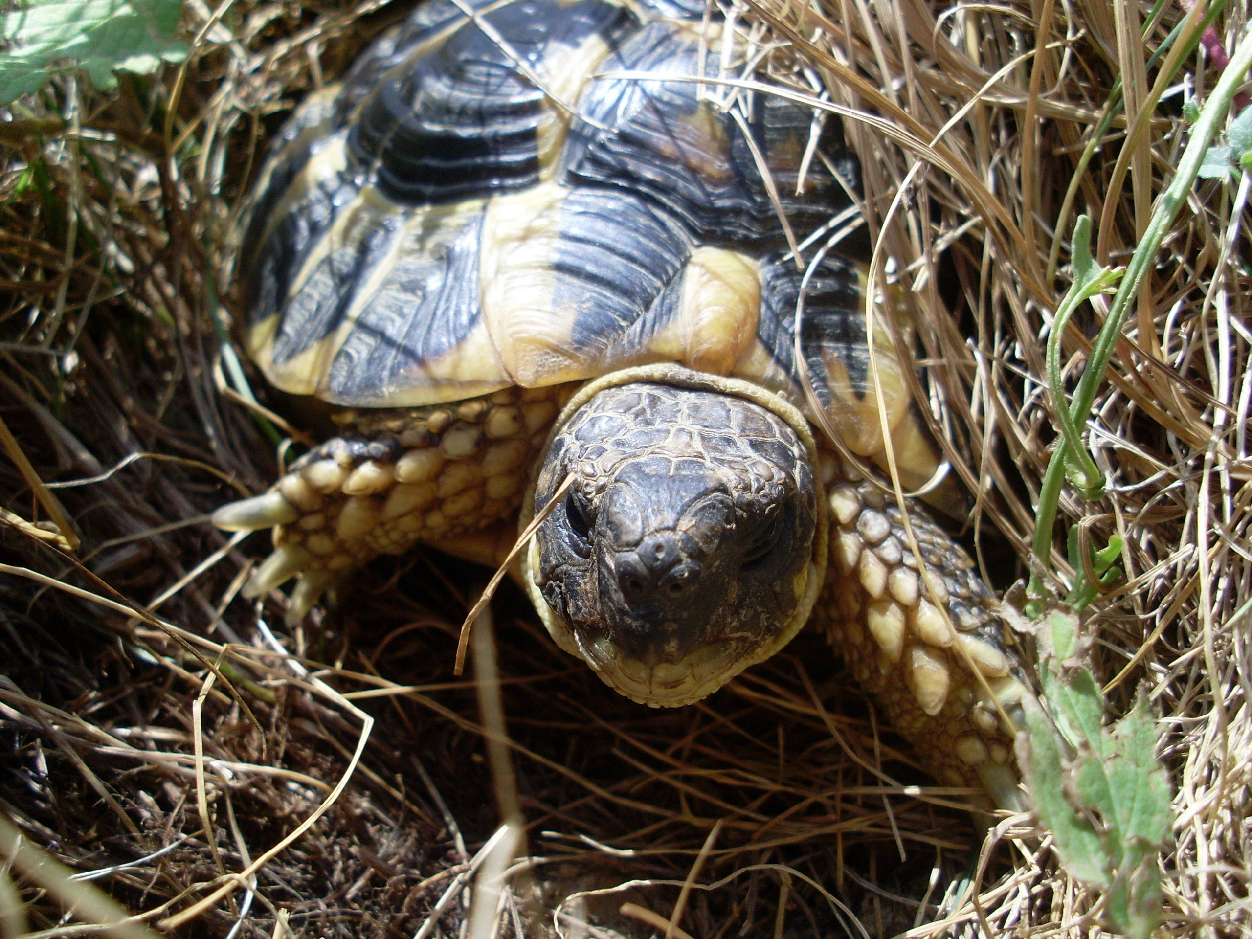 Fonds d'cran Animaux Tortues Tortue Herman