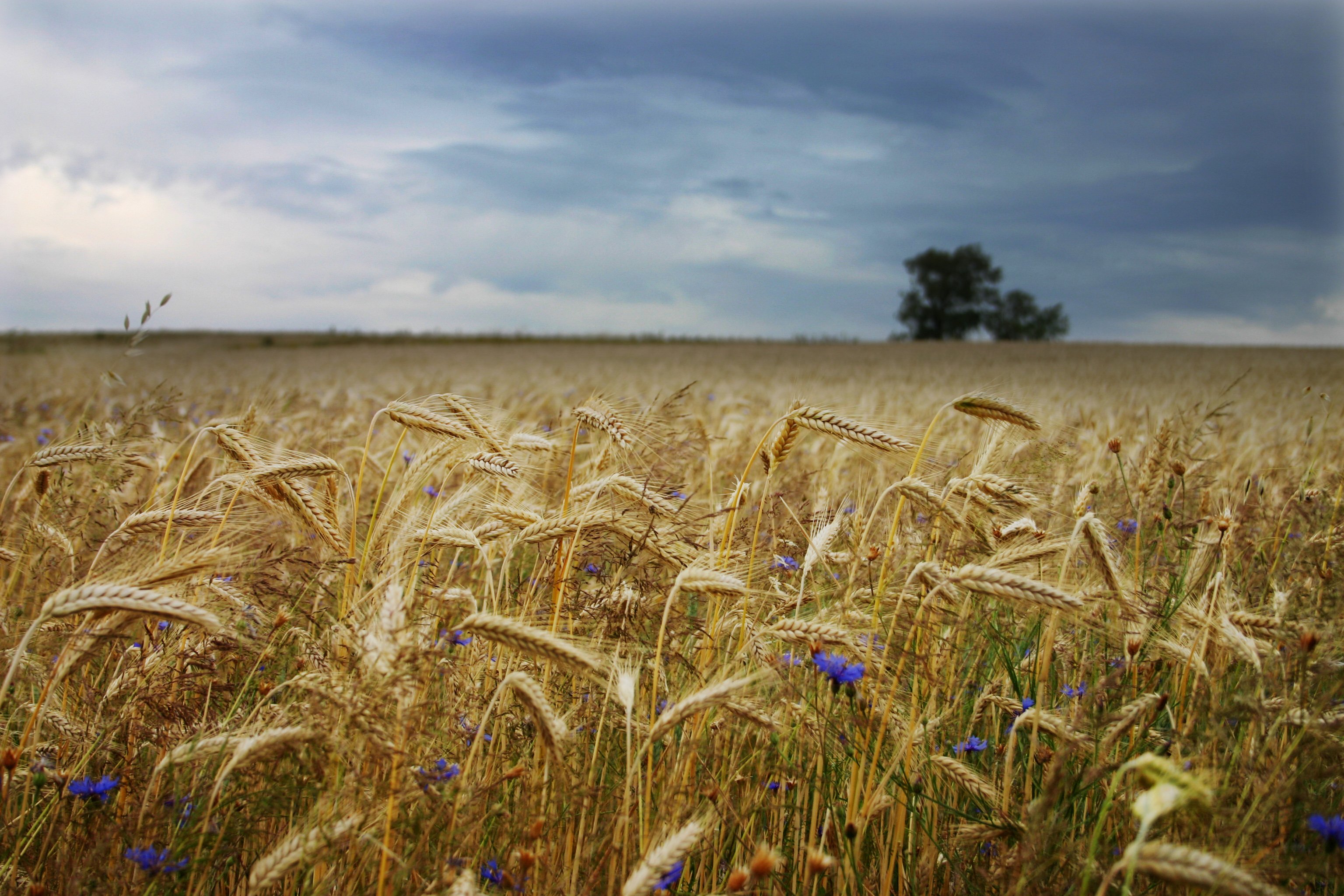 Wallpapers Nature Fields Sunbeam