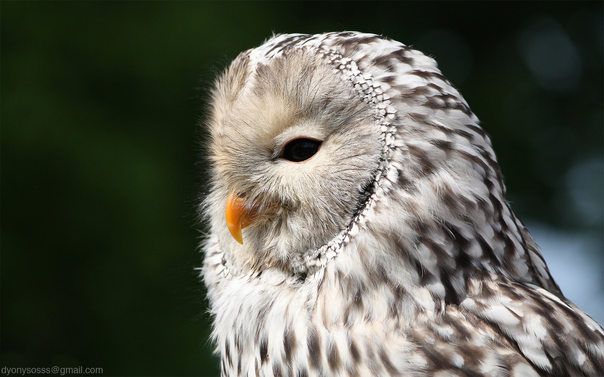 Fonds d'cran Animaux Oiseaux - Hiboux et Chouettes Chouette