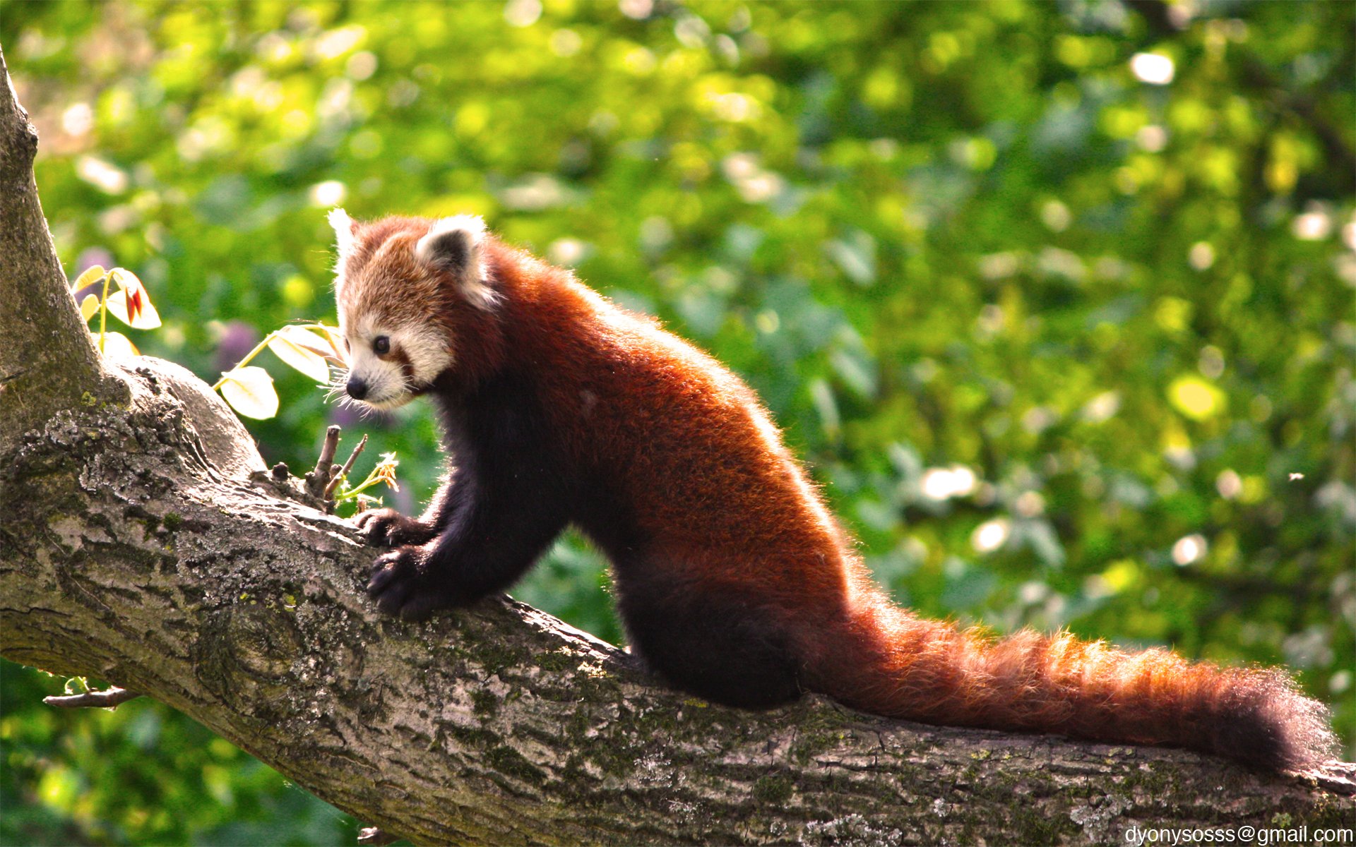 Fonds d'cran Animaux Pandas roux Pandas Roux