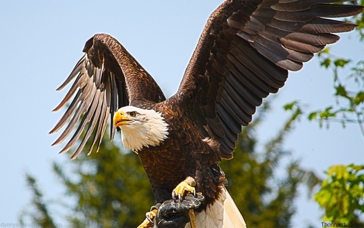 Fonds d'cran Animaux Oiseaux - Aigles Aigle