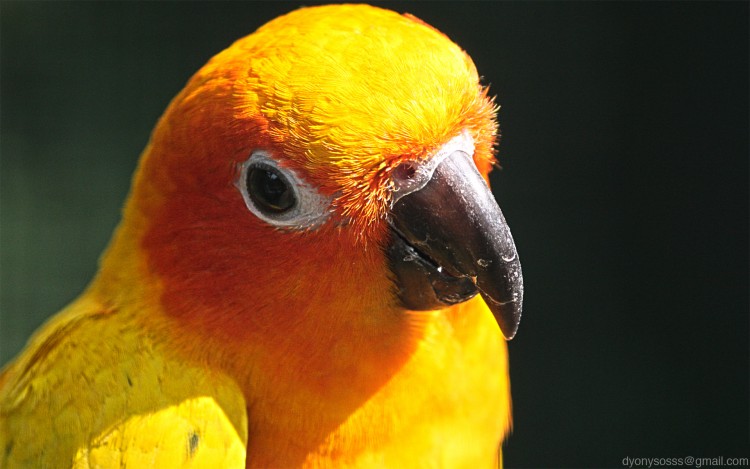 Fonds d'cran Animaux Oiseaux - Perroquets Perroquet