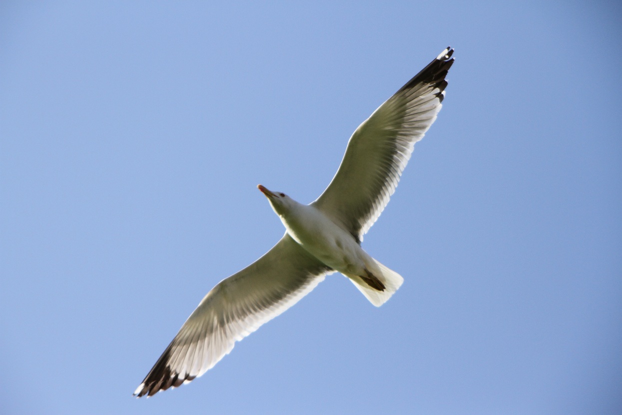 Fonds d'cran Animaux Oiseaux - Mouettes et Golands 